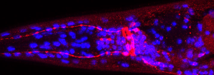Dopamine neurons (red) in the head of a C. elegans (nuclei in blue)