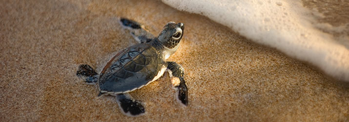 Conservation biology photo of turtle