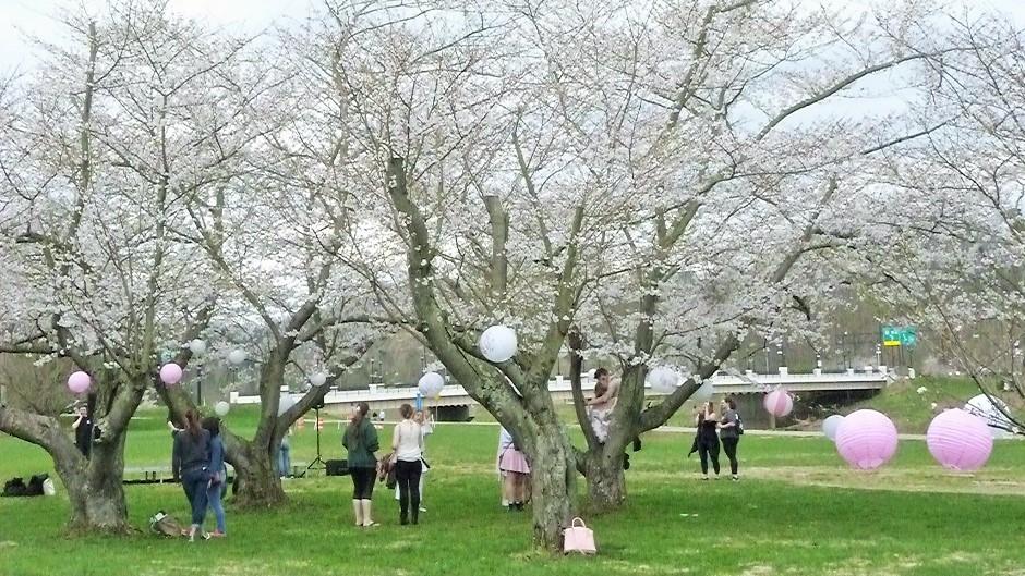 Cherry Blossom Trees and lanterns