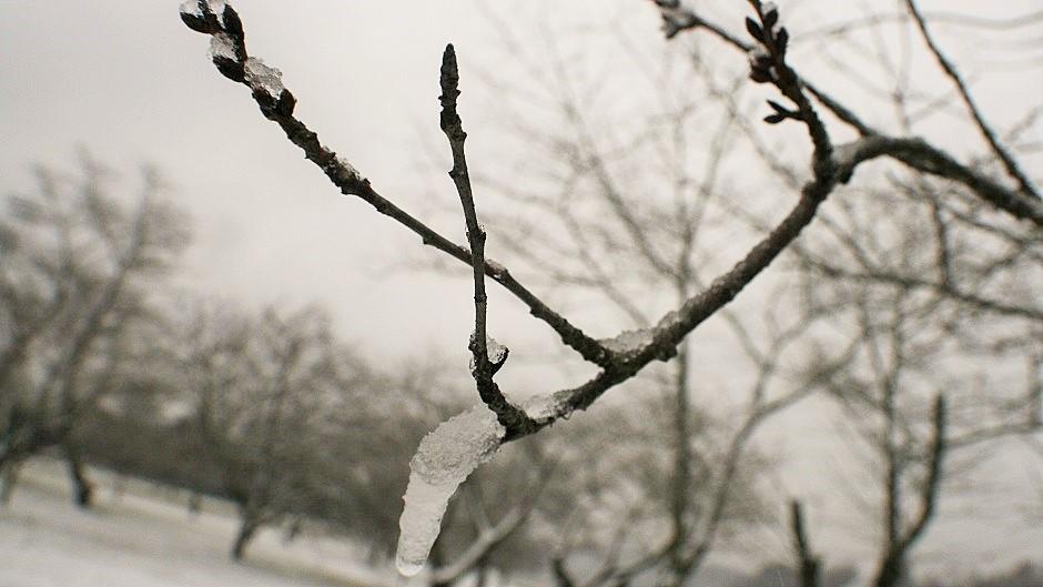 Ice covered Cherry Blossom branch