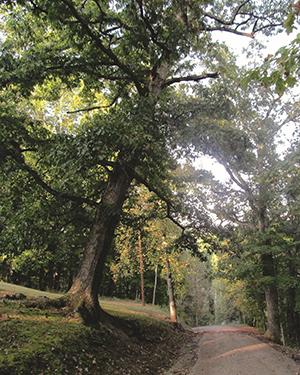 Skewed Tree