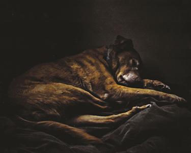 Dog in Light