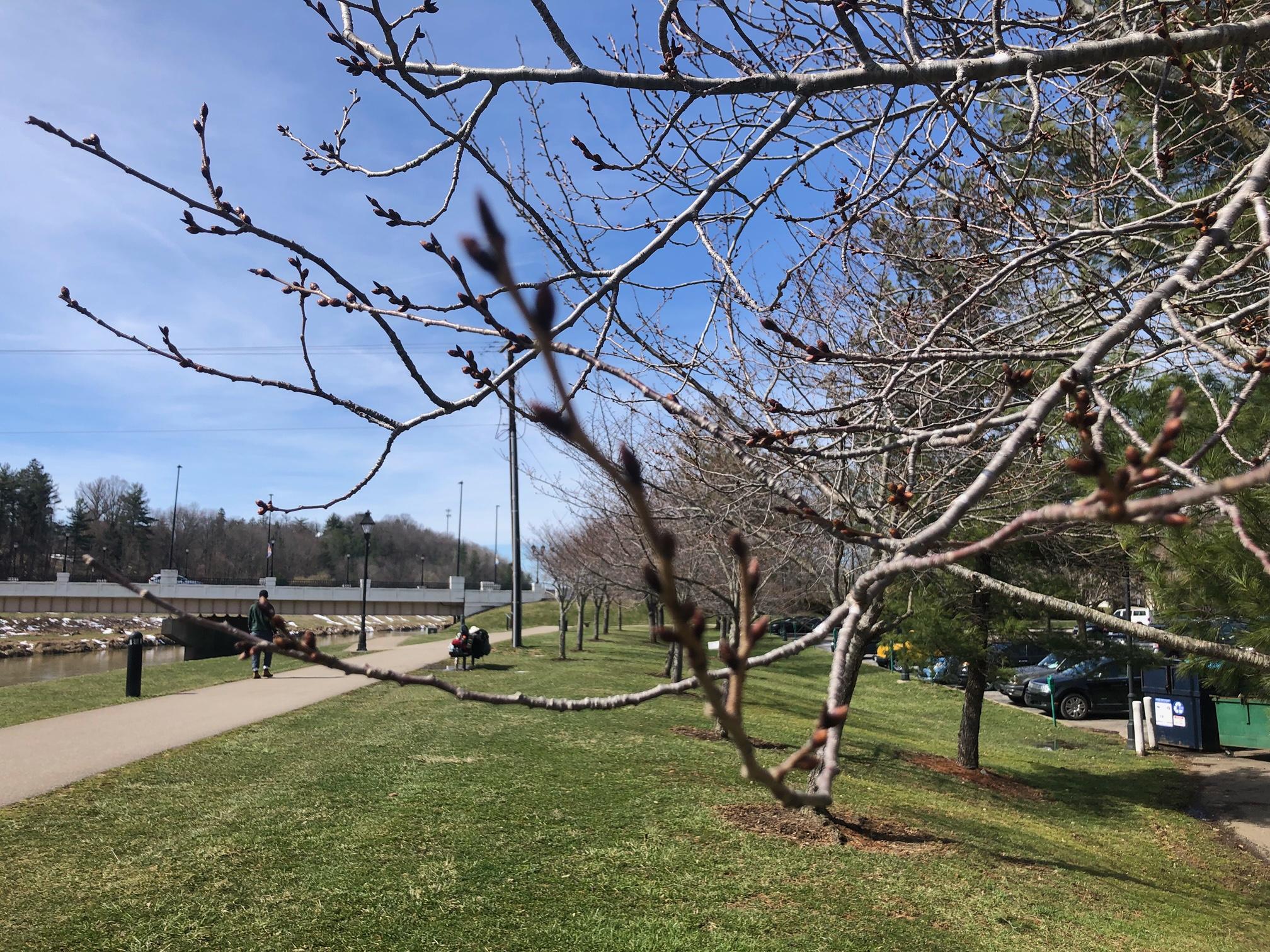 Buds on the cherry tree starting to swell along the bike path