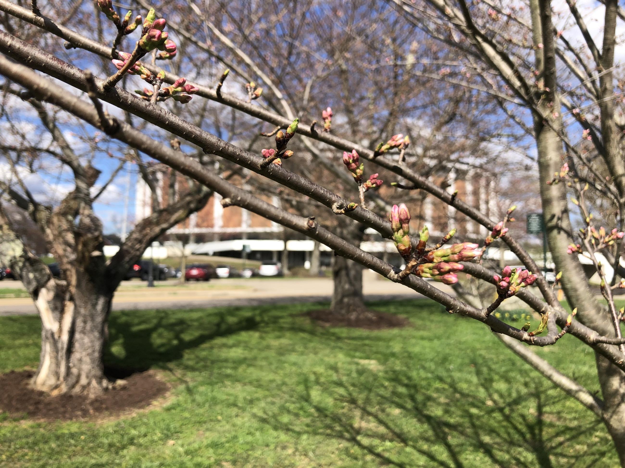 Cherry tree buds by the Convocation Center 