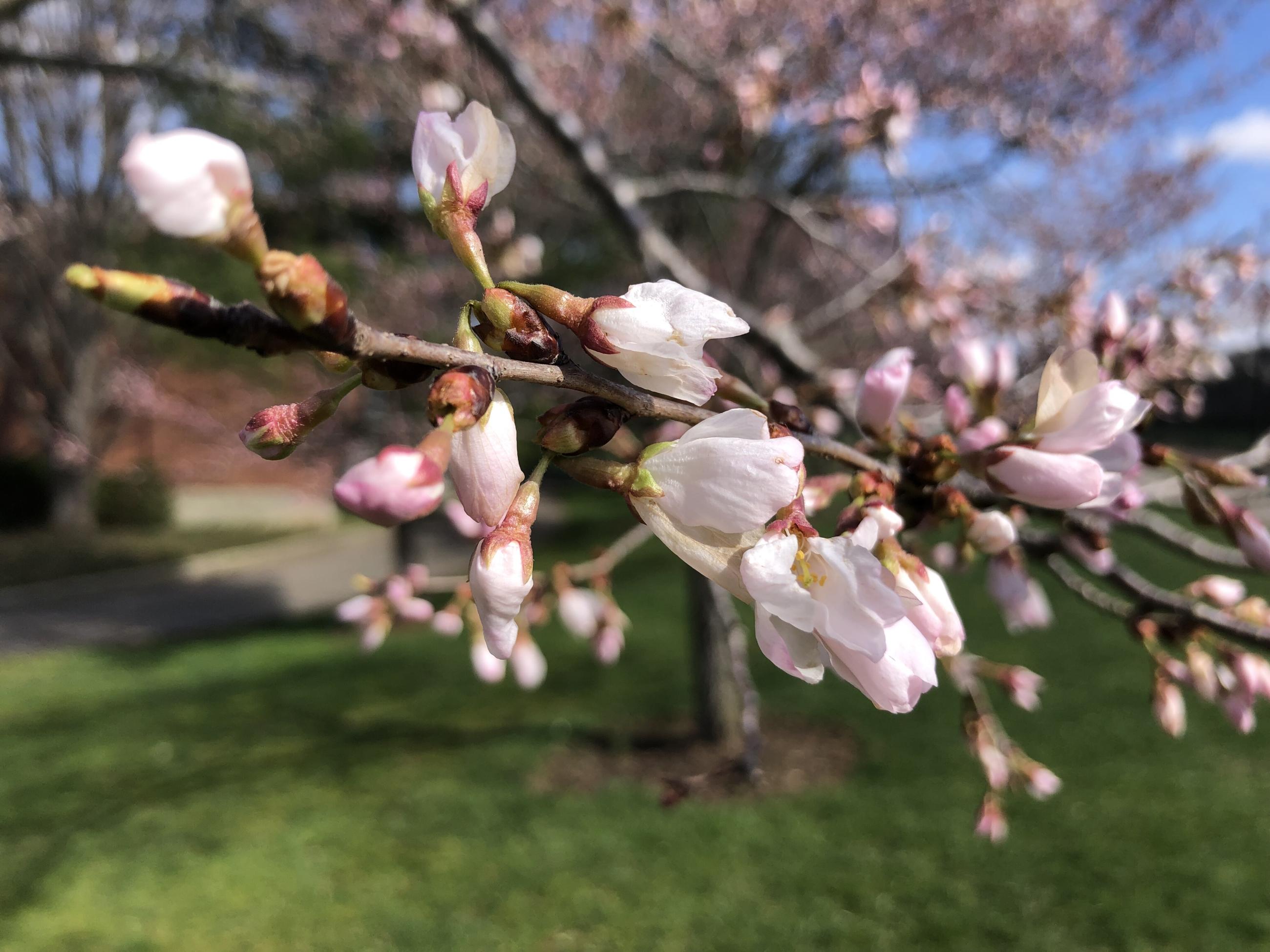 Up close cherry tree blossoms along the bike path