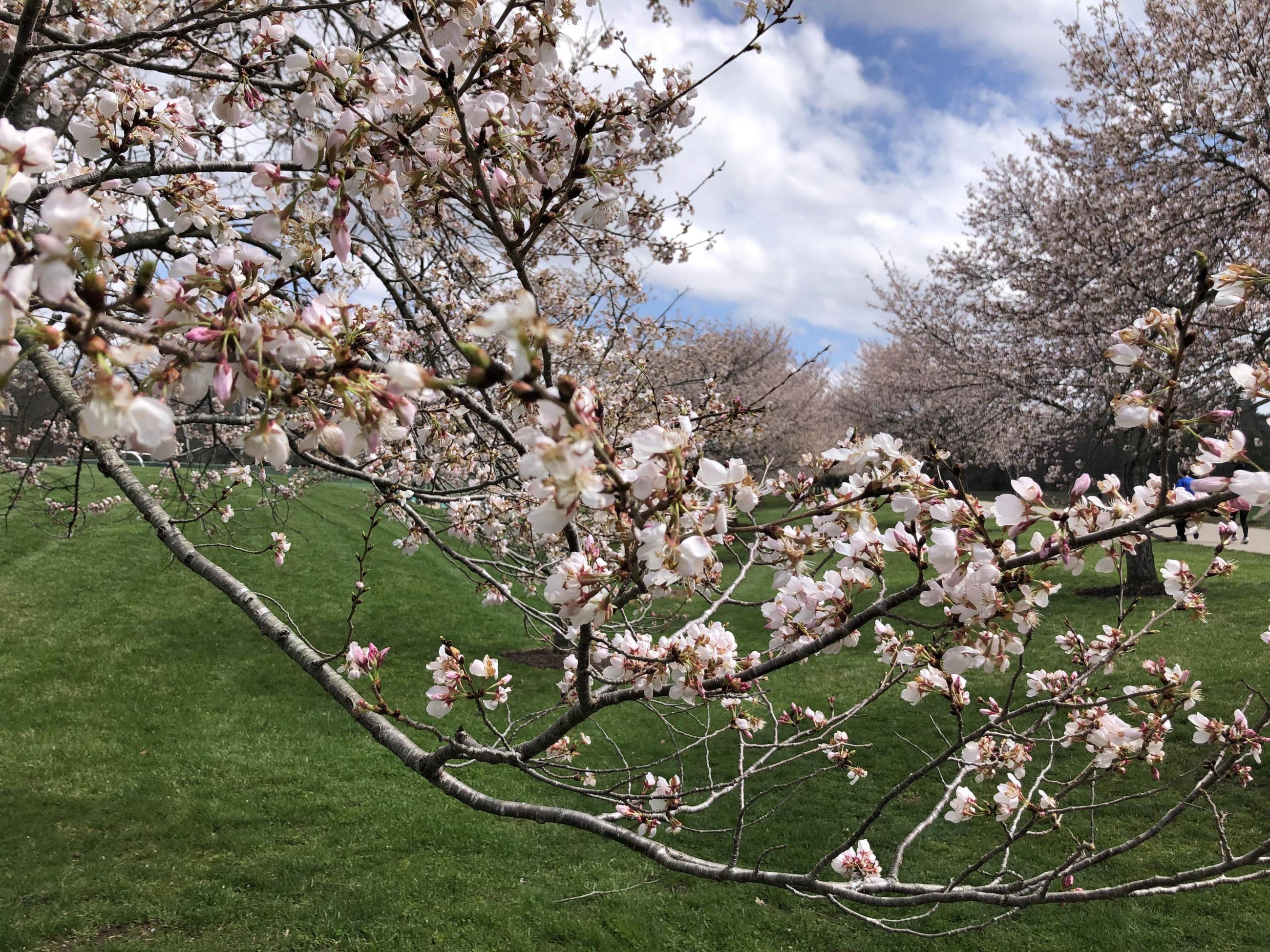 Up close cherry tree blossoms along the bike path 