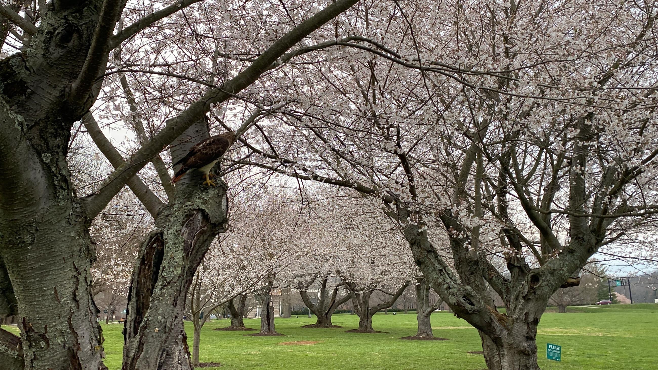 Cherry tree blossoms along the bike path