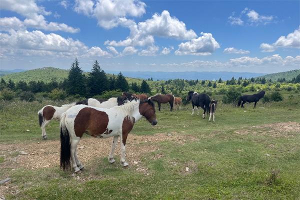 Horses stand outside