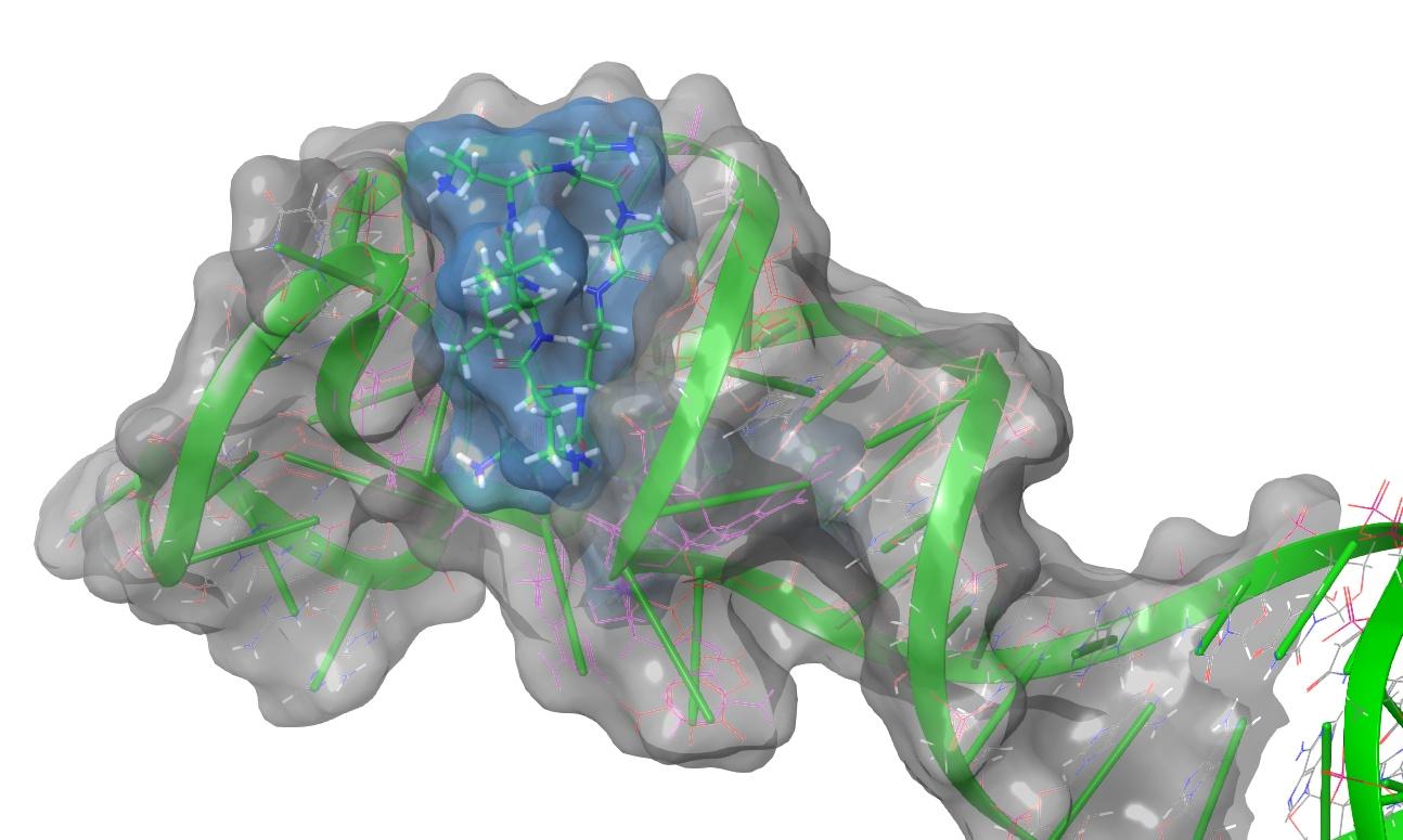 Structure of SARS-CoV-2 stem-loop II motif 