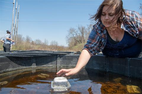 Graduate student Cassandra Thompson working at the Aquatic Mesocosm Research Facility. 