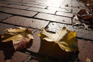 Fall leaves are seen on a brick pathway at Ohio University.