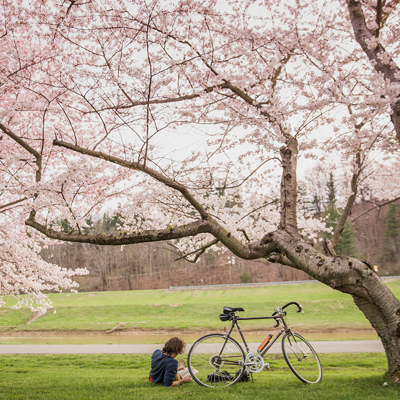 A person sits next to a bike under a cherry blossom tree.