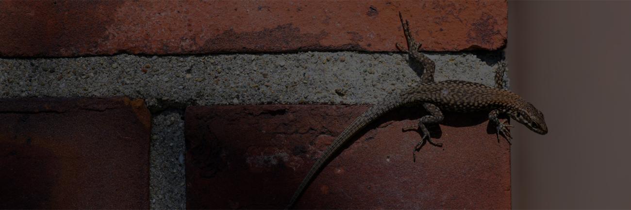 Lizard species native to SE Ohio