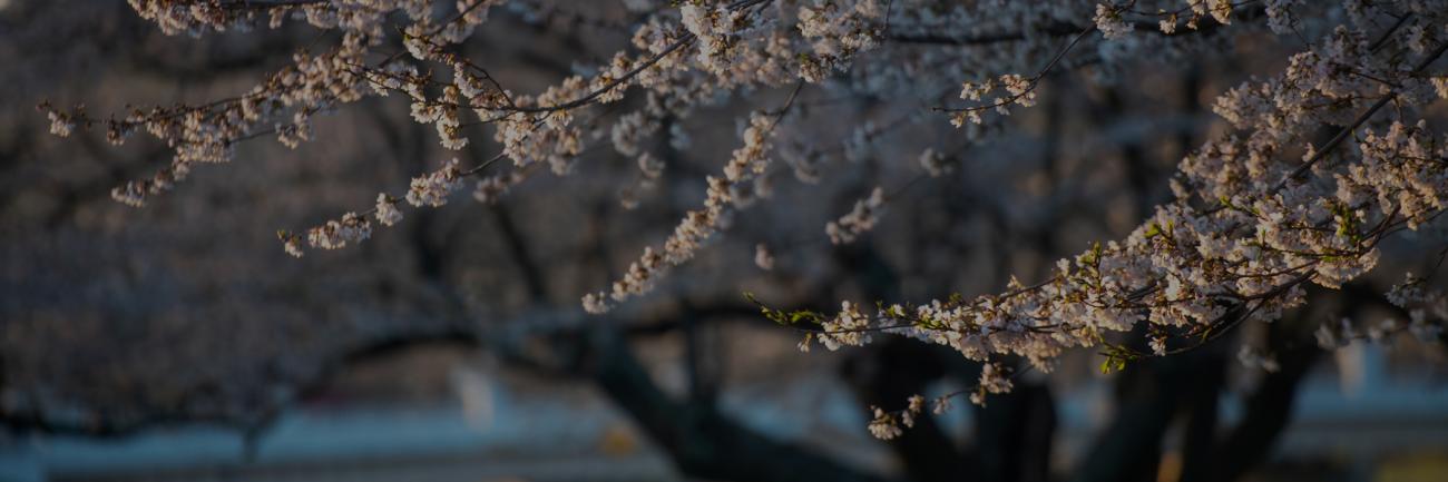 Cherry blossoms in bloom on Ohio University campus