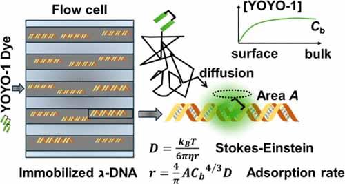 Diagram showing Measuring the Adsorption Cross Section of YOYO-1 to Immobilized DNA Molecules