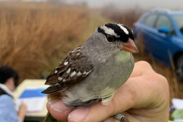 A white-crowned sparrow