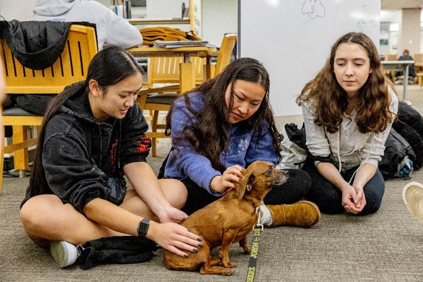 Three students pet a small dog