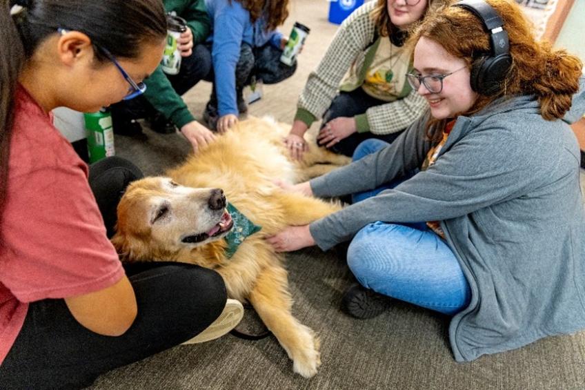 Three students pet a golden retriever