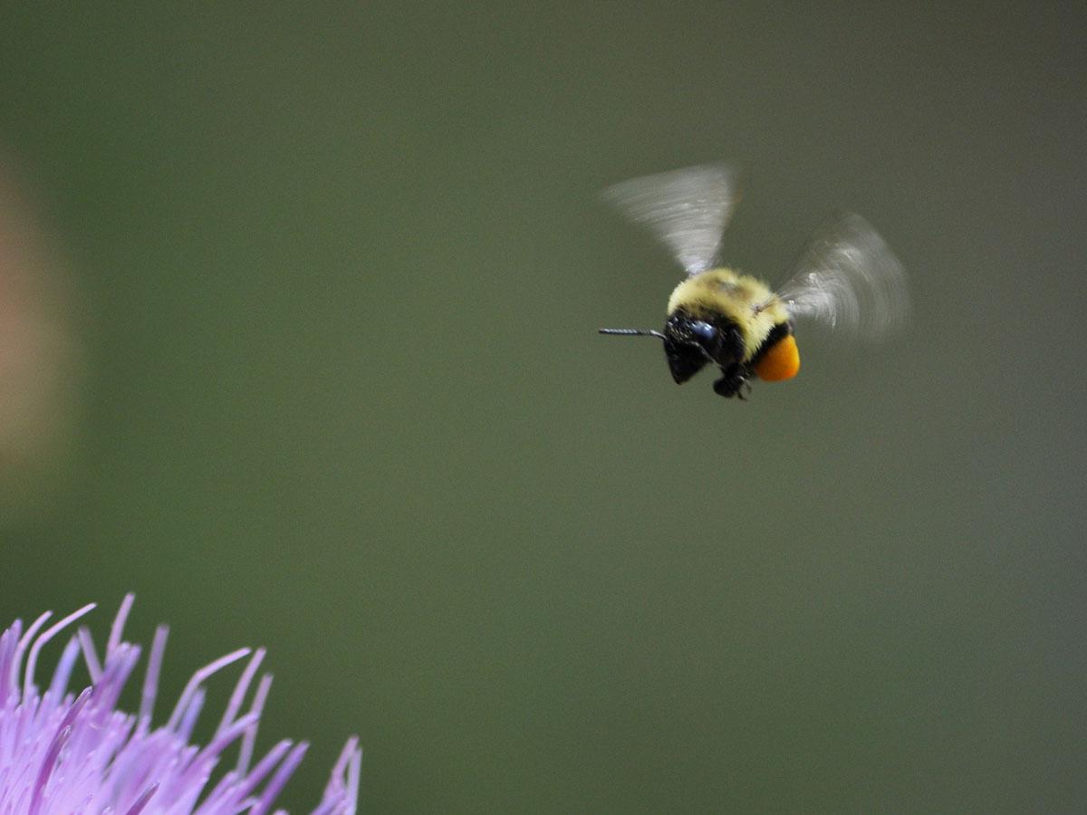 Photo of a bee flying above a purple flower