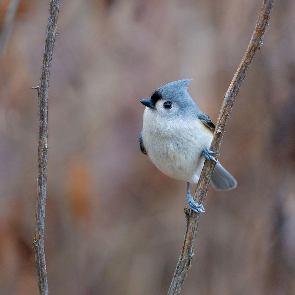 Small blue and white bird sits on branch