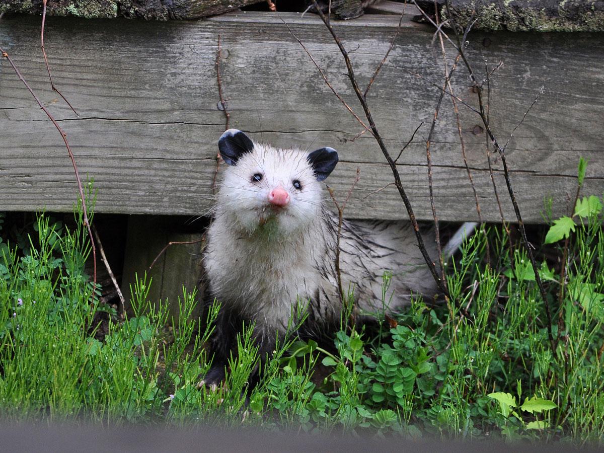 Photo of an opossum peaking out from under a wooden structure
