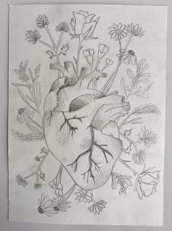 Pencil drawing of an anatomical heart with flowers coming out of it
