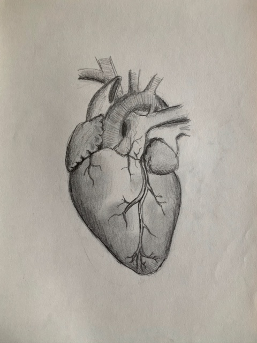 Pencil drawing of an anatomical heart