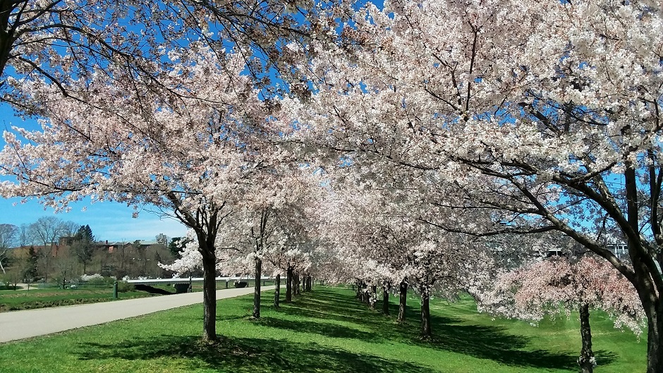 Cherry Blossoms Slideshow Archive | Ohio University