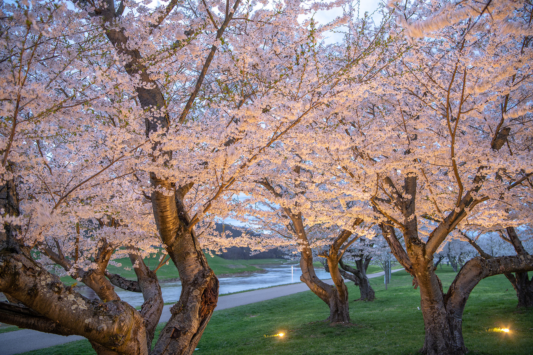 Cherry Blossoms Slideshow Archive Ohio University