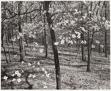 black and white image of wooded scene