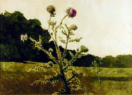 giant thistle plant in field