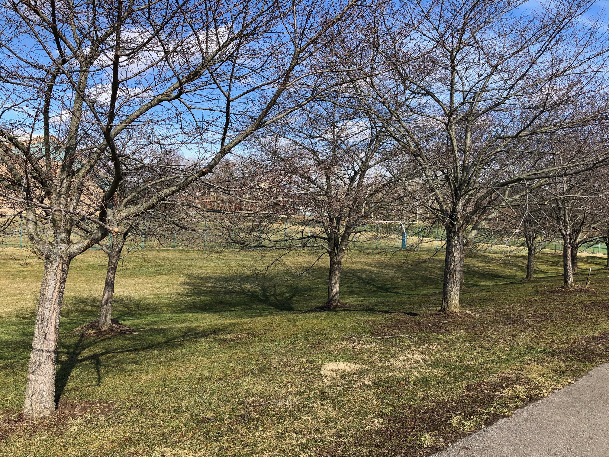 Cherry Blossoms at Ohio University | Ohio University