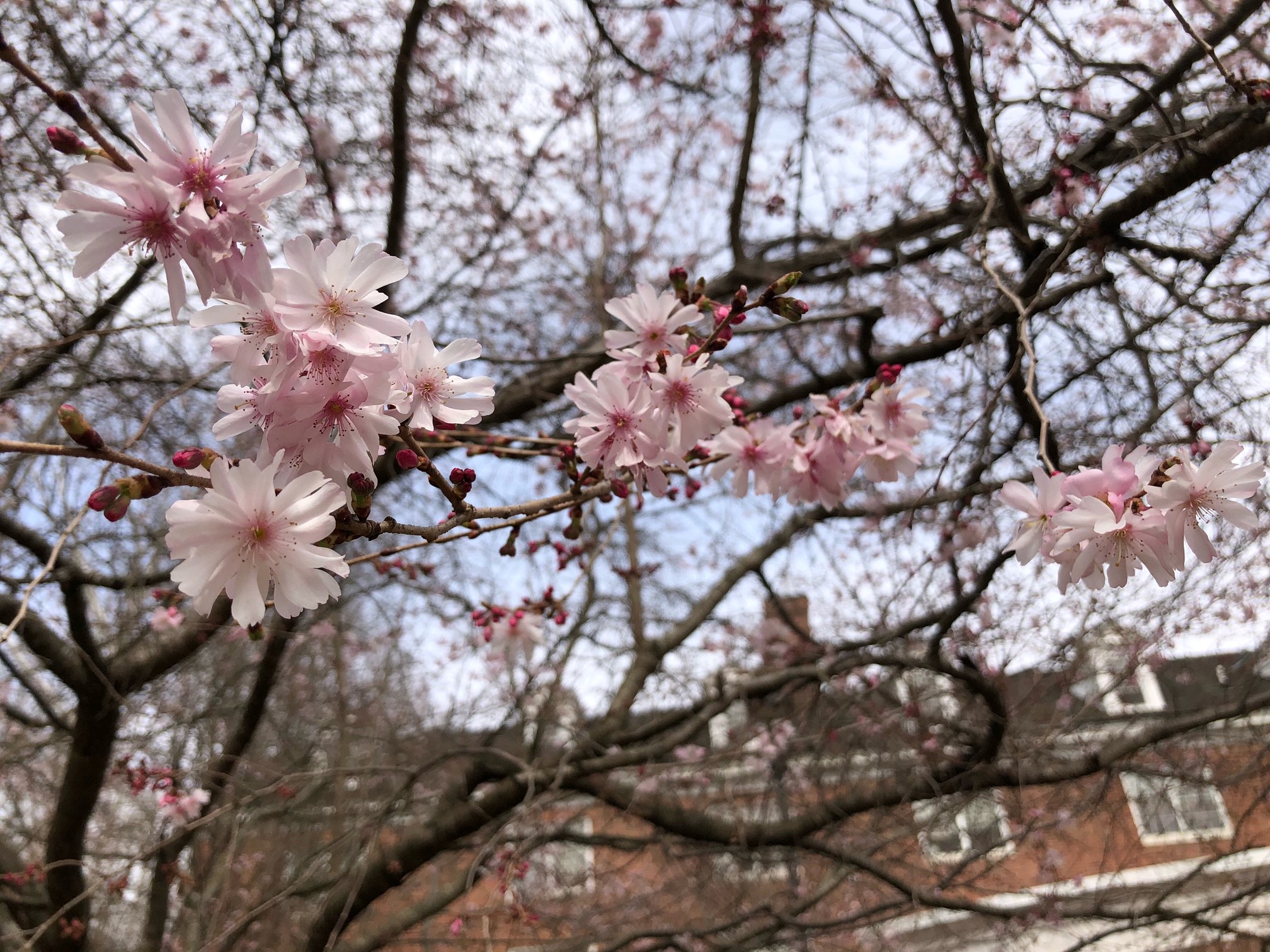 Cherry Blossoms at Ohio University Ohio University