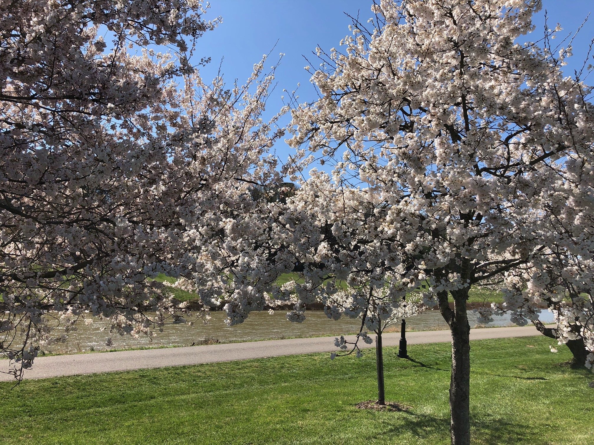 Cherry Blossoms at Ohio University | Ohio University