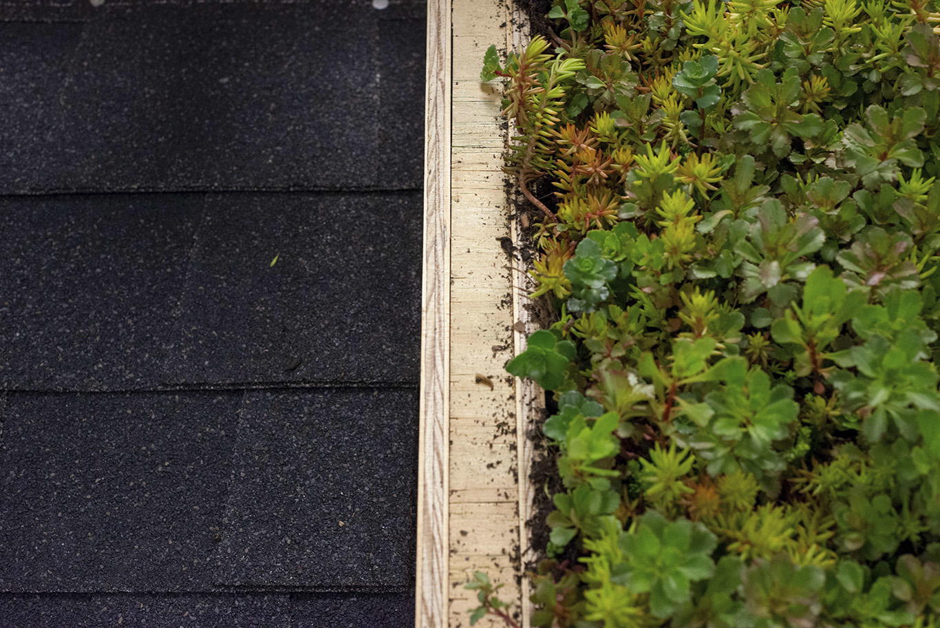 A traditional roof and a planted green roof on the green roof model.