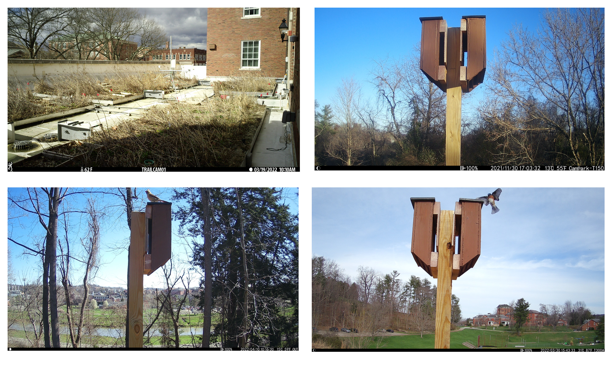 Images from four game cameras showing the four different bat house locations on campus.