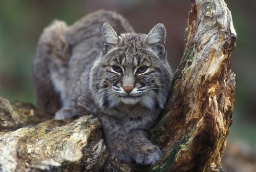 bobcat on a log