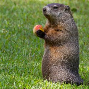 groundhog eating a peach