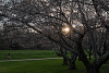 Cherry Blossom Trees