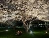 Keith and Kristin Barron sitting beneath the cherry blossom trees