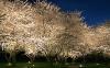 Cherry Blossom Trees