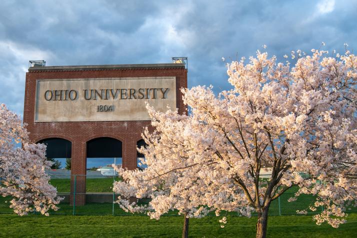 Cherry Blossom trees in front of Peden Stadium.