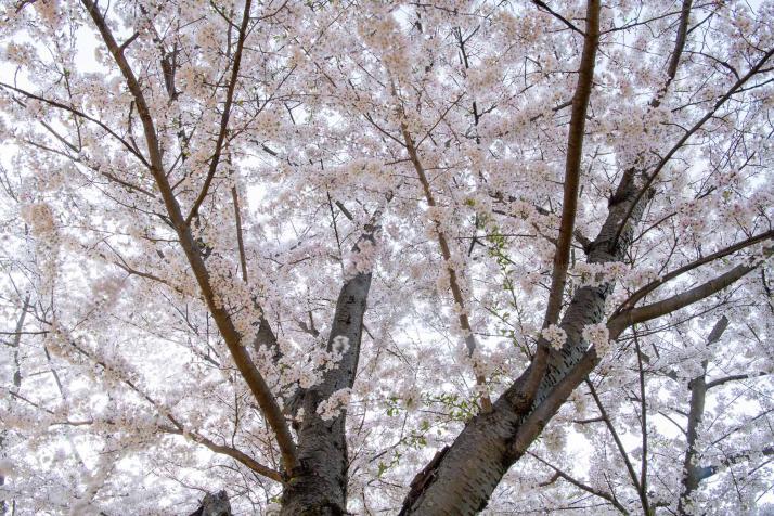 Cherry blossom tree in full bloom.