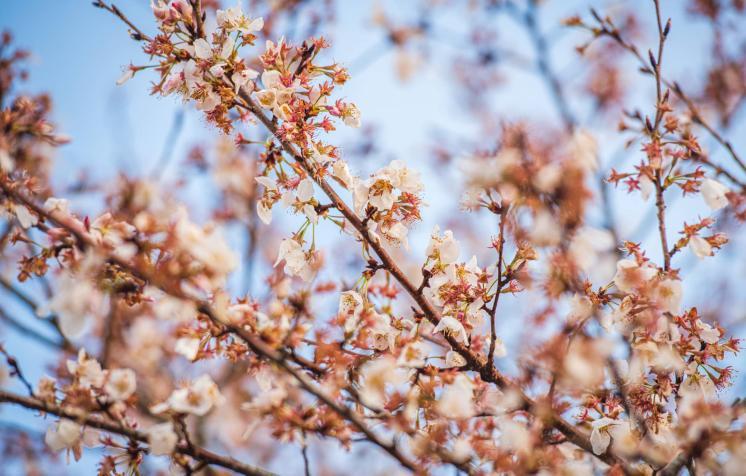 Up close image of the cherry tree blossoms