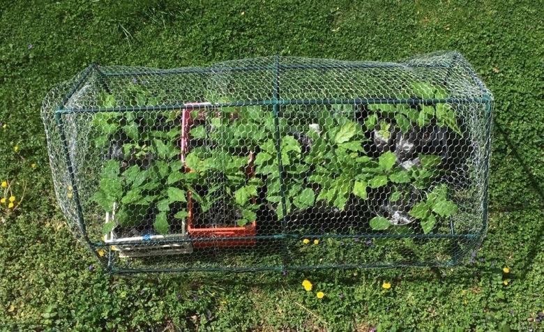 Saplings growing in a cage