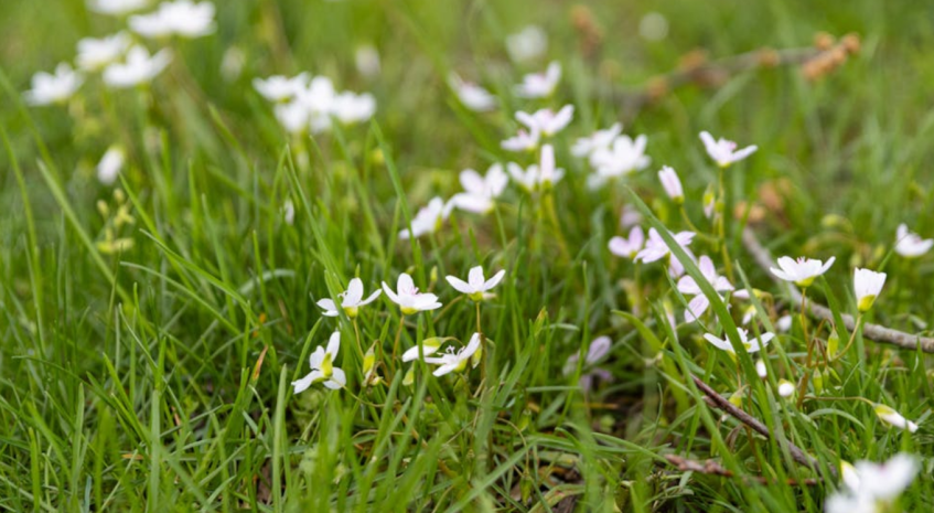 Blooming white flowers