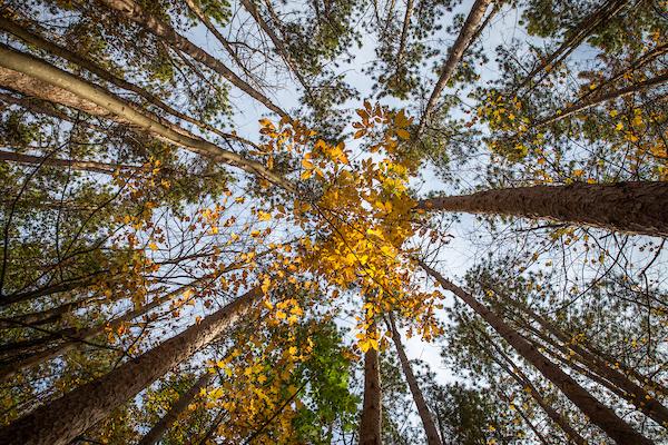 A upward view scenic shot of trees in the fall.