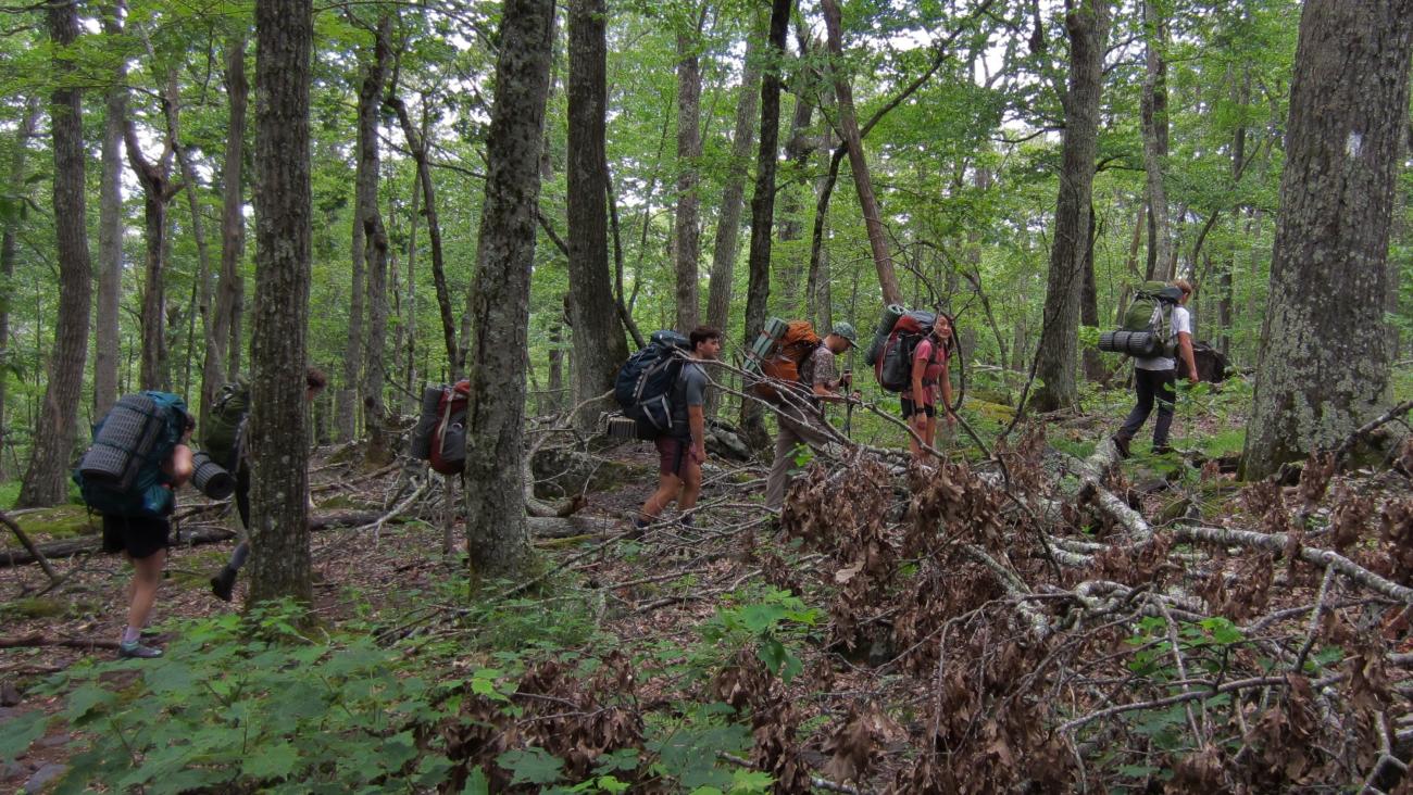 Group of students hiking in the woods. 