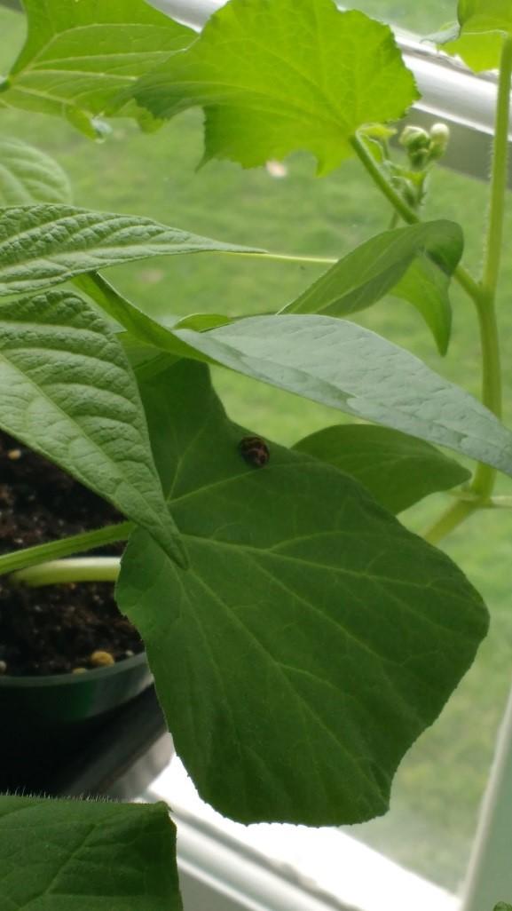 Week Four seeding shows ladybug on a leaf of our young sprouts who are not so young anymore.