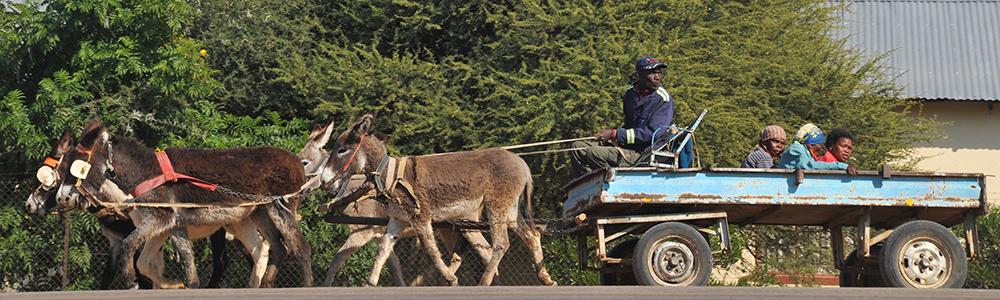 Global Health people in wagon with donkeys